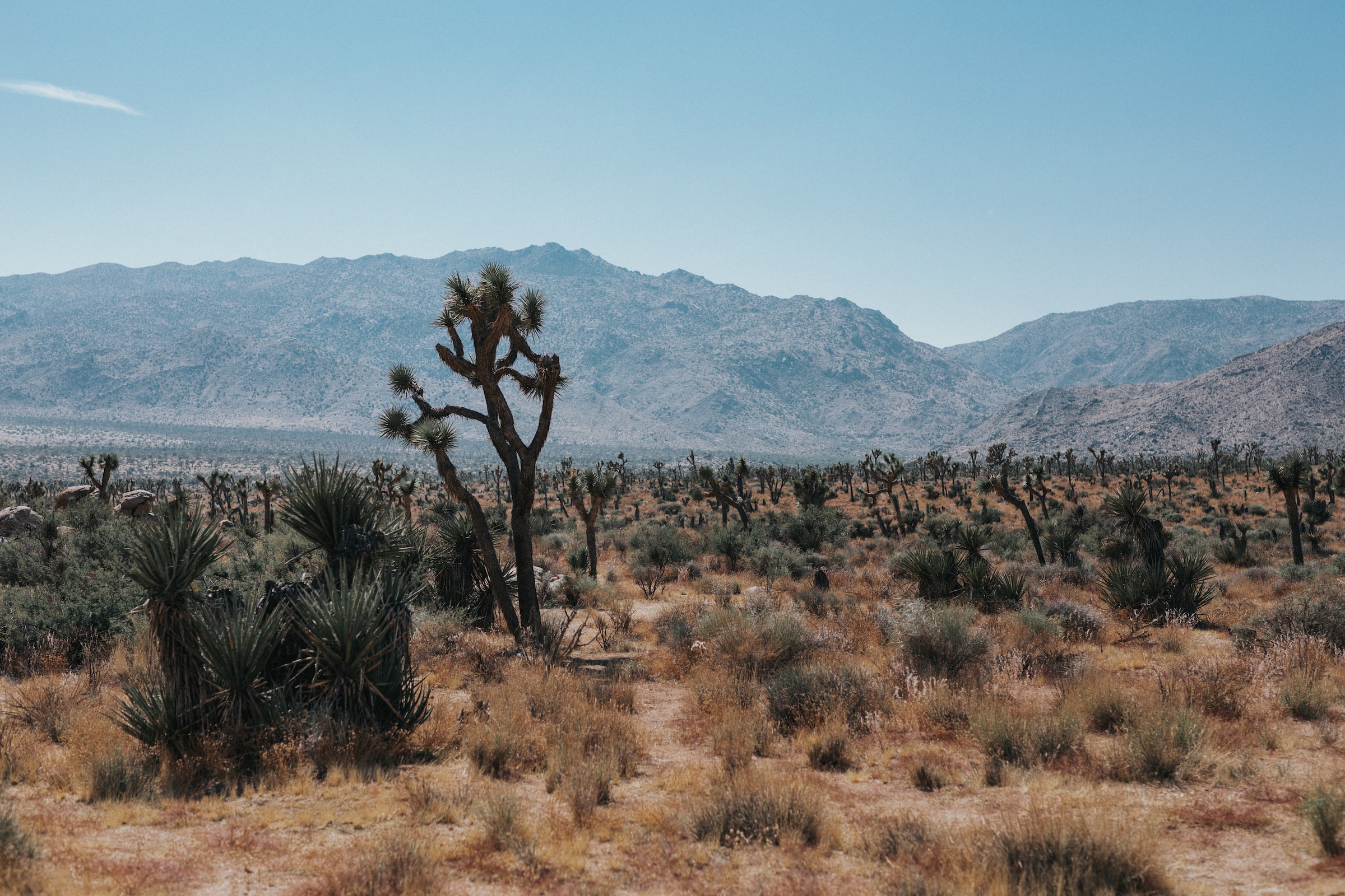 Joshua Tree